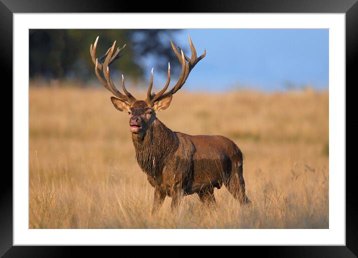 Red Deer Stag Covered in Mud Framed Mounted Print by Arterra 