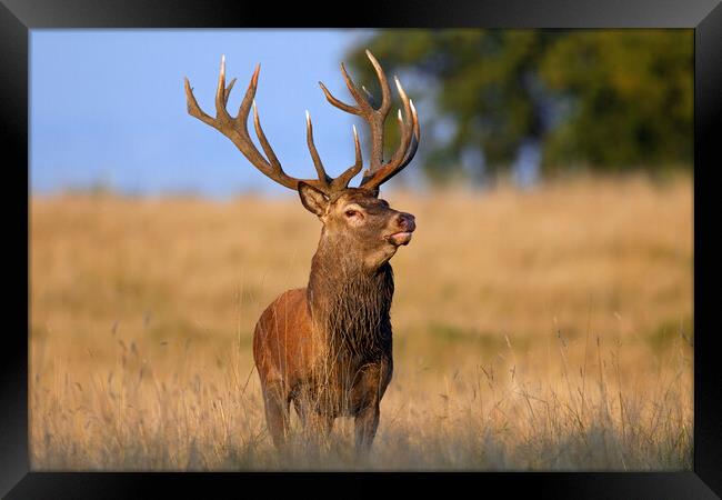 Red Deer Stag in Field in Autumn Framed Print by Arterra 