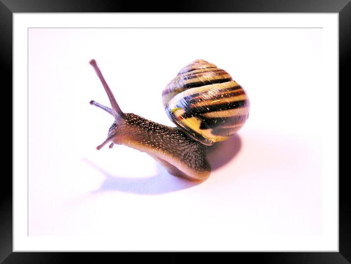 Curious Snail Framed Mounted Print by Fiona Williams