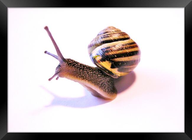 Curious Snail Framed Print by Fiona Williams
