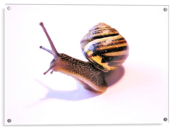 Curious Snail Acrylic by Fiona Williams