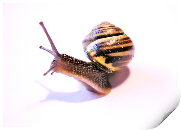 Curious Snail Print by Fiona Williams