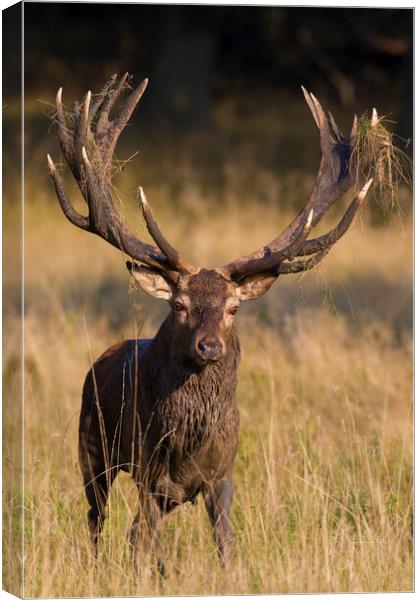 Red Deer Stag during the Rut Canvas Print by Arterra 