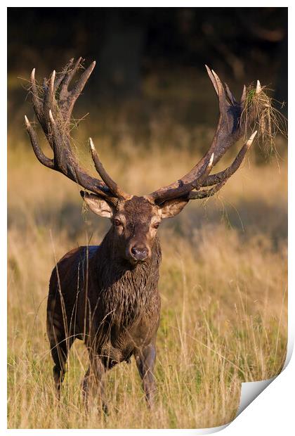 Red Deer Stag during the Rut Print by Arterra 