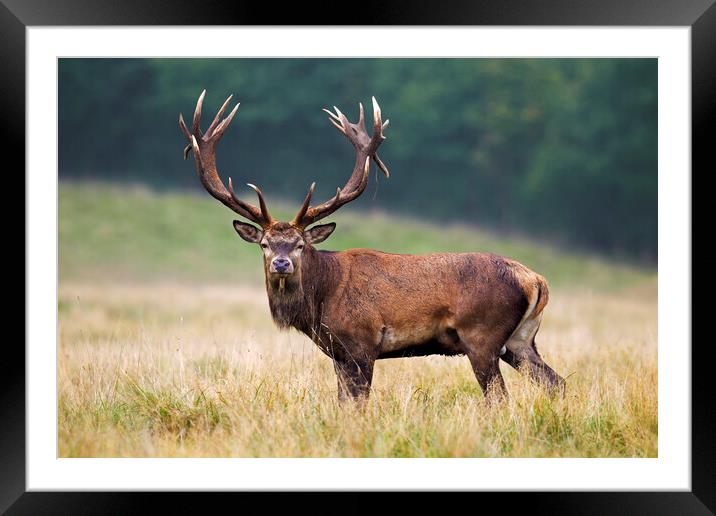 Red Deer Stag in Grassland Framed Mounted Print by Arterra 