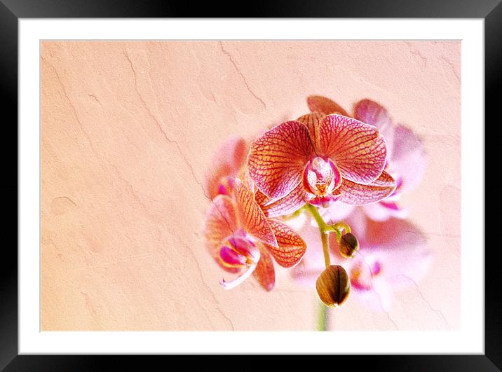 Orchid Framed Mounted Print by Radovan Chrenko