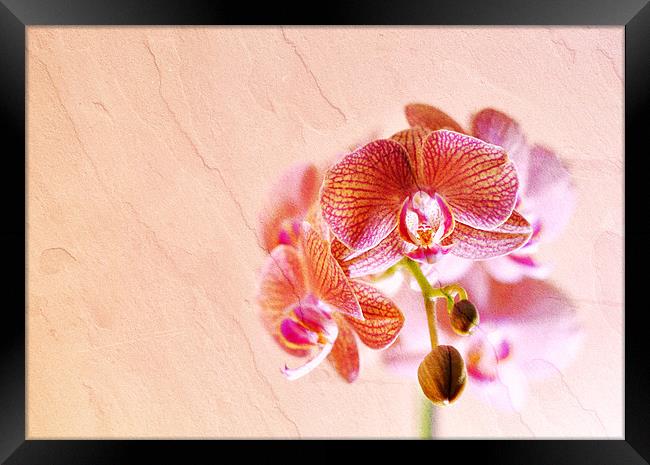 Orchid Framed Print by Radovan Chrenko