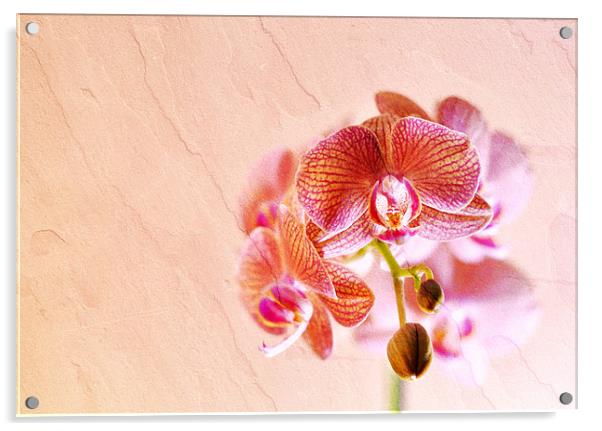 Orchid Acrylic by Radovan Chrenko
