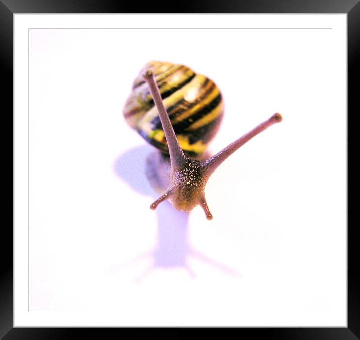Front facing snail Framed Mounted Print by Fiona Williams