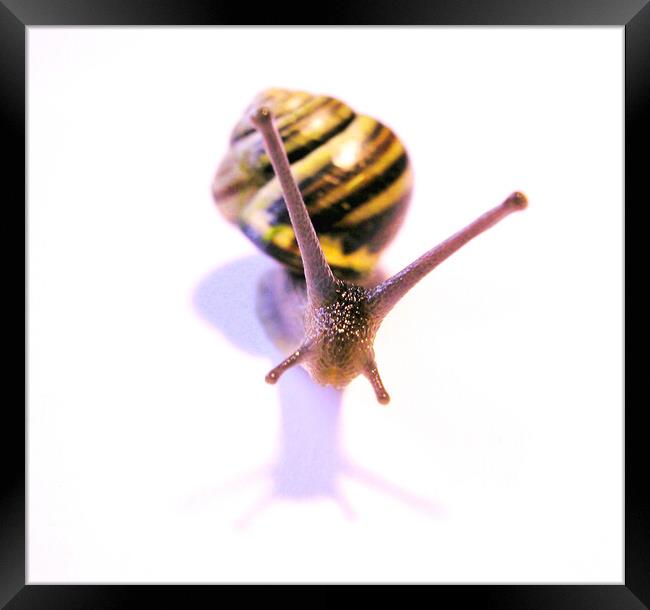 Front facing snail Framed Print by Fiona Williams