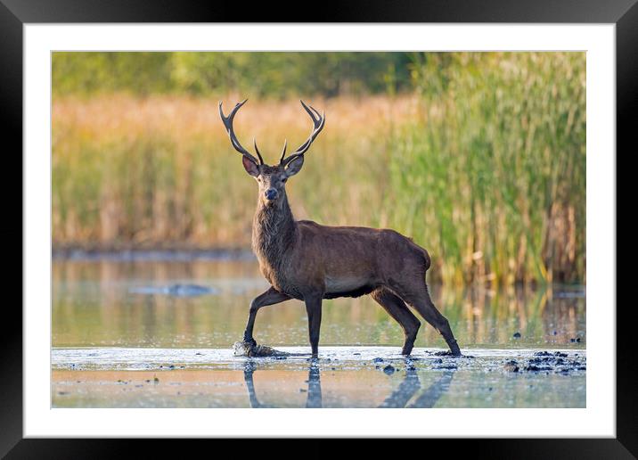 Red Deer Stag Crossing Lake Framed Mounted Print by Arterra 