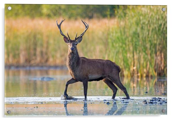 Red Deer Stag Crossing Lake Acrylic by Arterra 