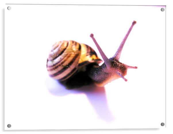 Side facing snail Acrylic by Fiona Williams