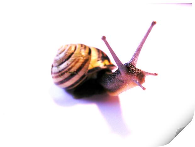 Side facing snail Print by Fiona Williams