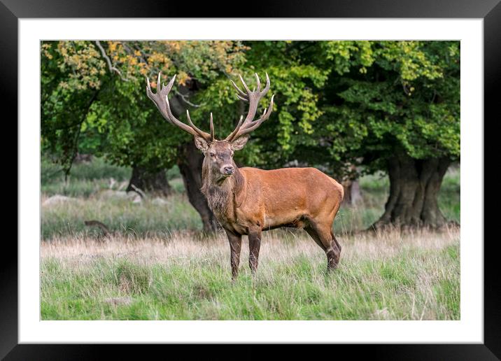 Red Deer Stag in Autumn Forest Framed Mounted Print by Arterra 