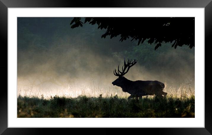 Red Deer Stag Running in the Mist Framed Mounted Print by Arterra 