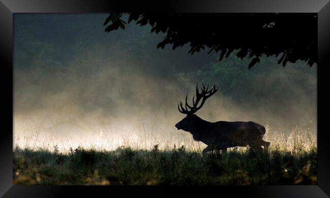 Red Deer Stag Running in the Mist Framed Print by Arterra 