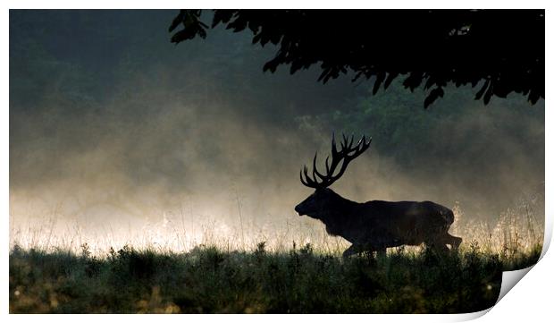 Red Deer Stag Running in the Mist Print by Arterra 