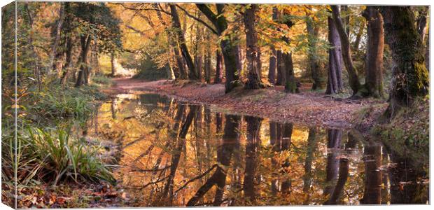 Autumnal Woodland Canvas Print by David Semmens
