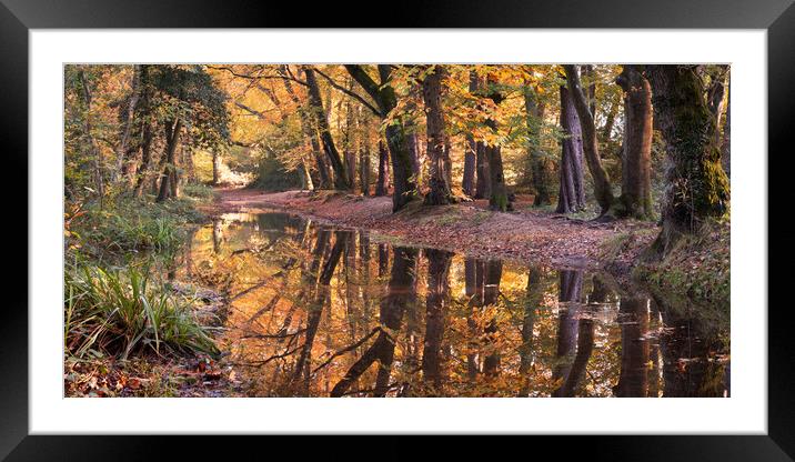 Autumnal Woodland Framed Mounted Print by David Semmens