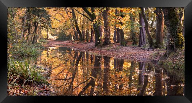 Autumnal Woodland Framed Print by David Semmens
