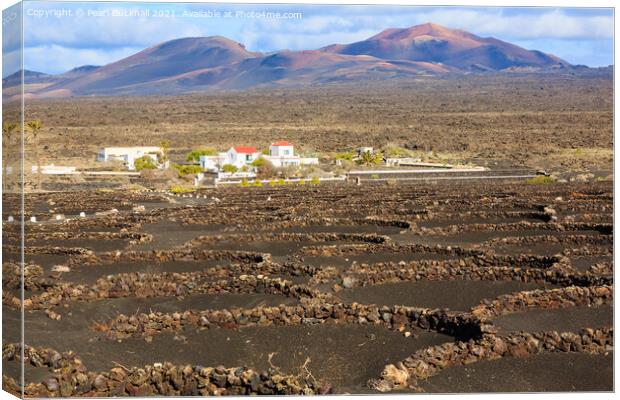 Vineyards of Lanzarote in Volcanic Landscape Canvas Print by Pearl Bucknall