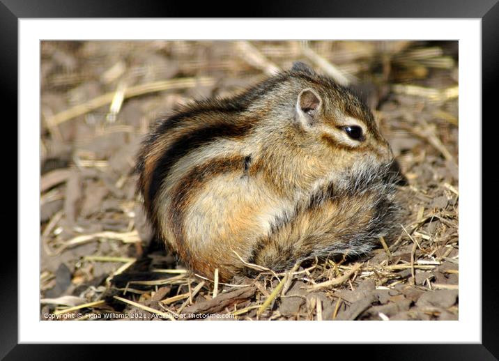 Baby Chipmunk Framed Mounted Print by Fiona Williams