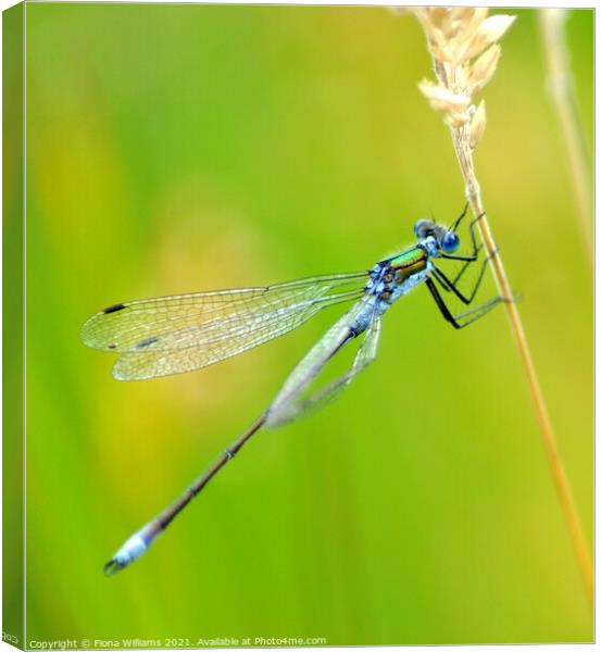 Dragonfly Canvas Print by Fiona Williams