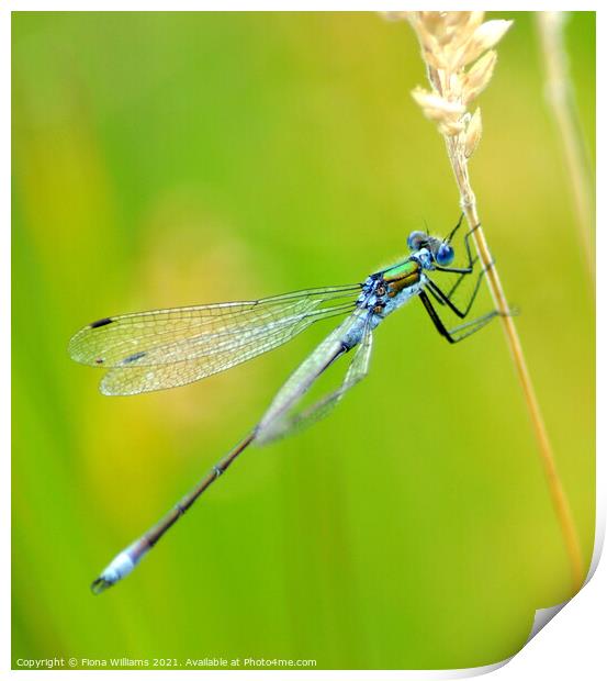 Dragonfly Print by Fiona Williams