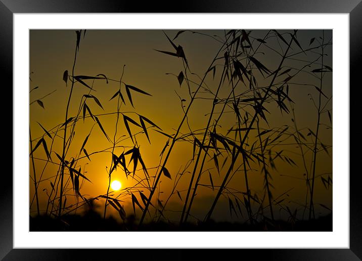 Yellow sunrise silhouette Framed Mounted Print by Kevin Tate