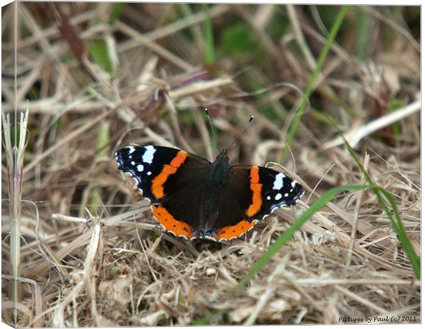 Red Admiral Canvas Print by Paul Howell