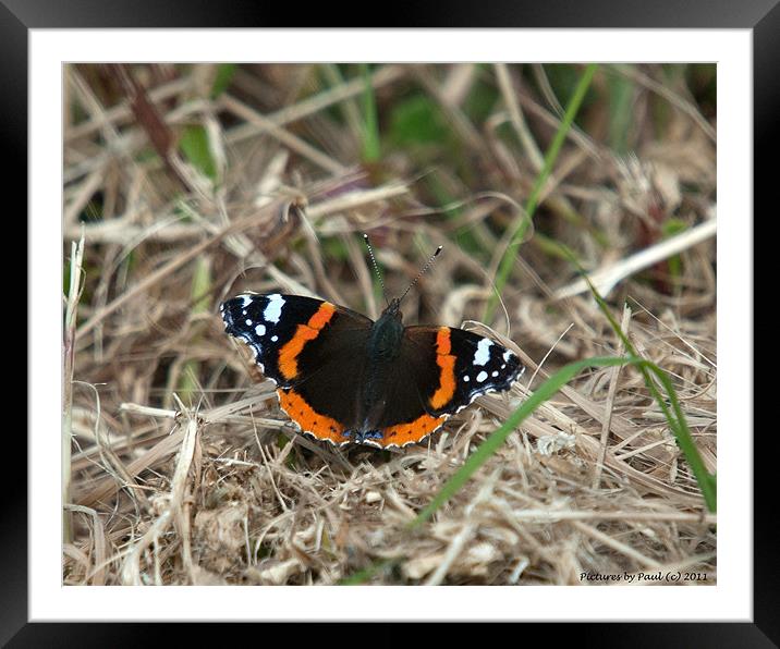 Red Admiral Framed Mounted Print by Paul Howell