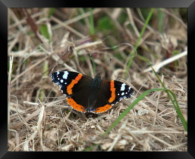 Red Admiral Framed Print by Paul Howell