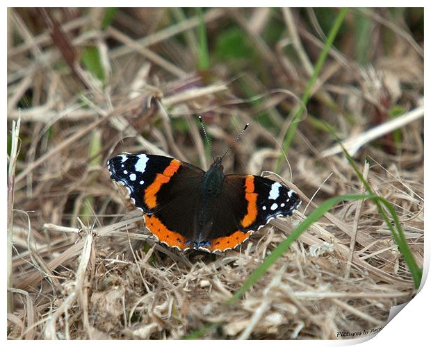 Red Admiral Print by Paul Howell