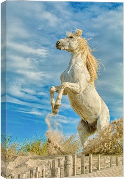 White Camargue Stallion Rearing  Canvas Print by Helkoryo Photography