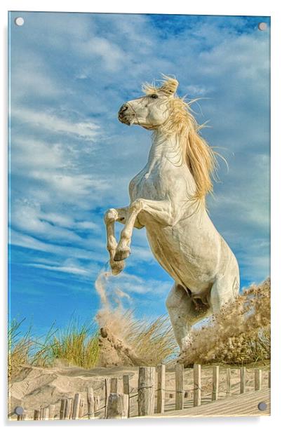 White Camargue Stallion Rearing  Acrylic by Helkoryo Photography