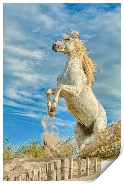 White Camargue Stallion Rearing  Print by Helkoryo Photography