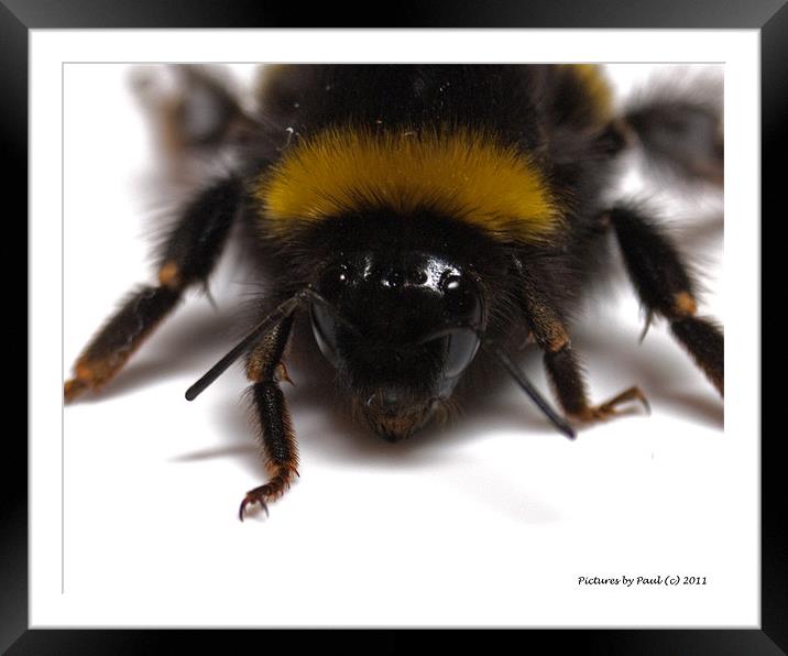 Bee Framed Mounted Print by Paul Howell