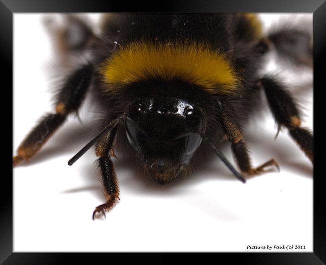 Bee Framed Print by Paul Howell