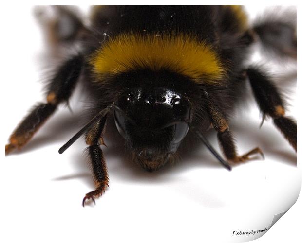 Bee Print by Paul Howell