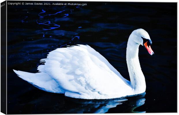 Graceful Swan Canvas Print by James Davies