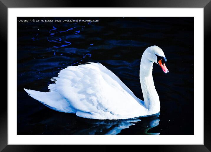 Graceful Swan Framed Mounted Print by James Davies