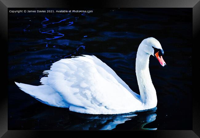 Graceful Swan Framed Print by James Davies
