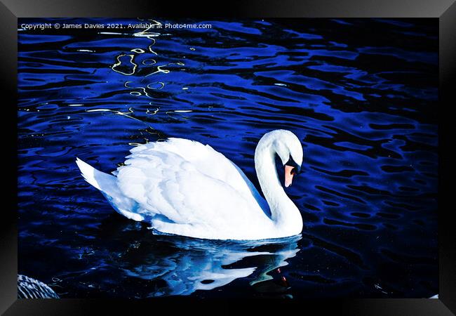Beautiful Swan Framed Print by James Davies