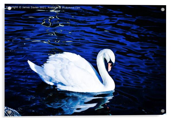 Beautiful Swan Acrylic by James Davies