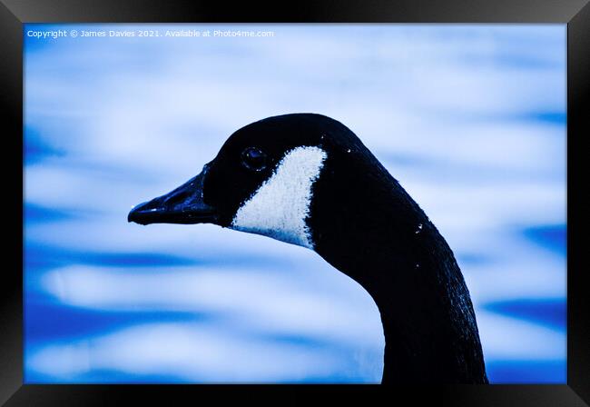 Canadian Goose Framed Print by James Davies