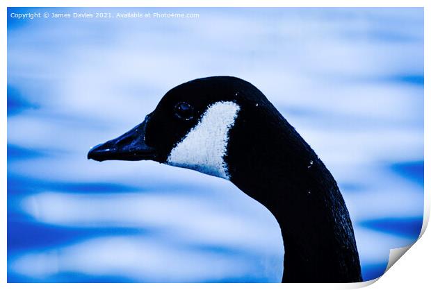 Canadian Goose Print by James Davies