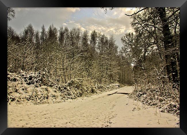 Winter in the Woods Framed Print by Trevor Kersley RIP