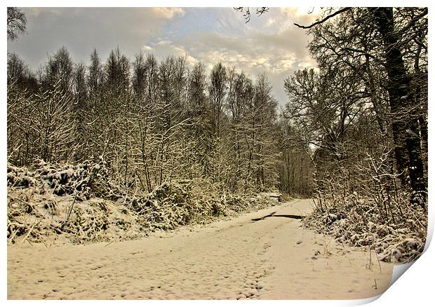 Winter in the Woods Print by Trevor Kersley RIP