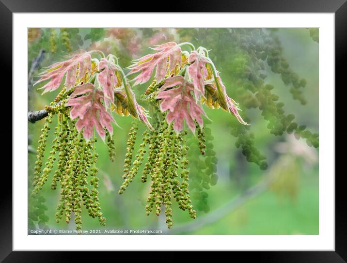  Spring Pink Oak Blossom Flower Framed Mounted Print by Elaine Manley